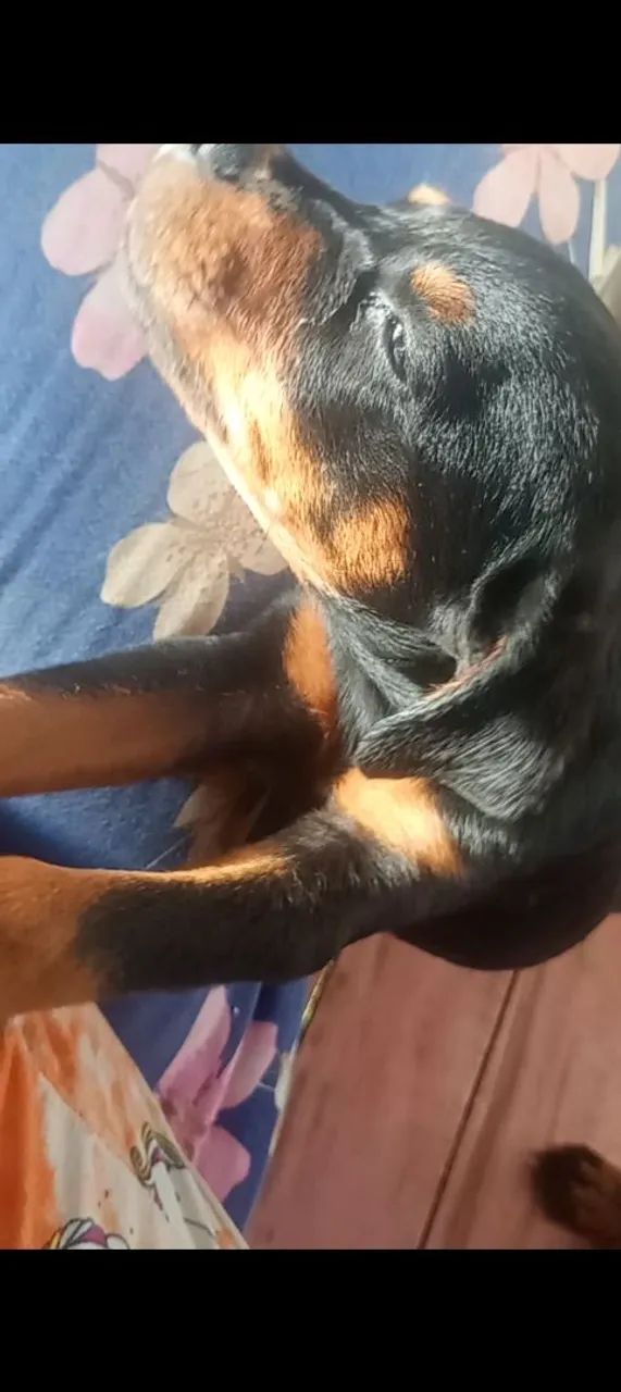 Rottweiler fêmea  - Foto 2