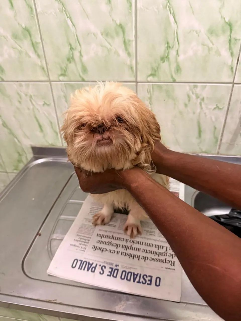 Cachorro  - Foto 2