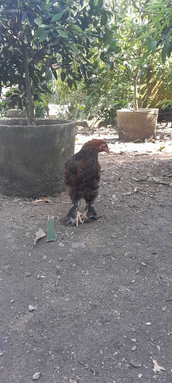 Frangos brahma  - Foto 2