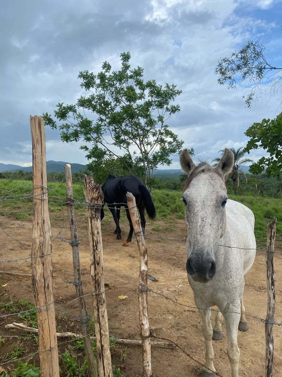 Cavalo caminhador  - Foto 3