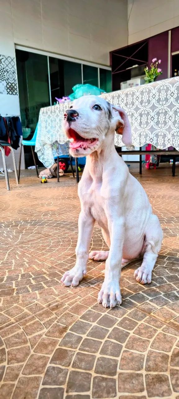 Dog alemão  - Foto 5