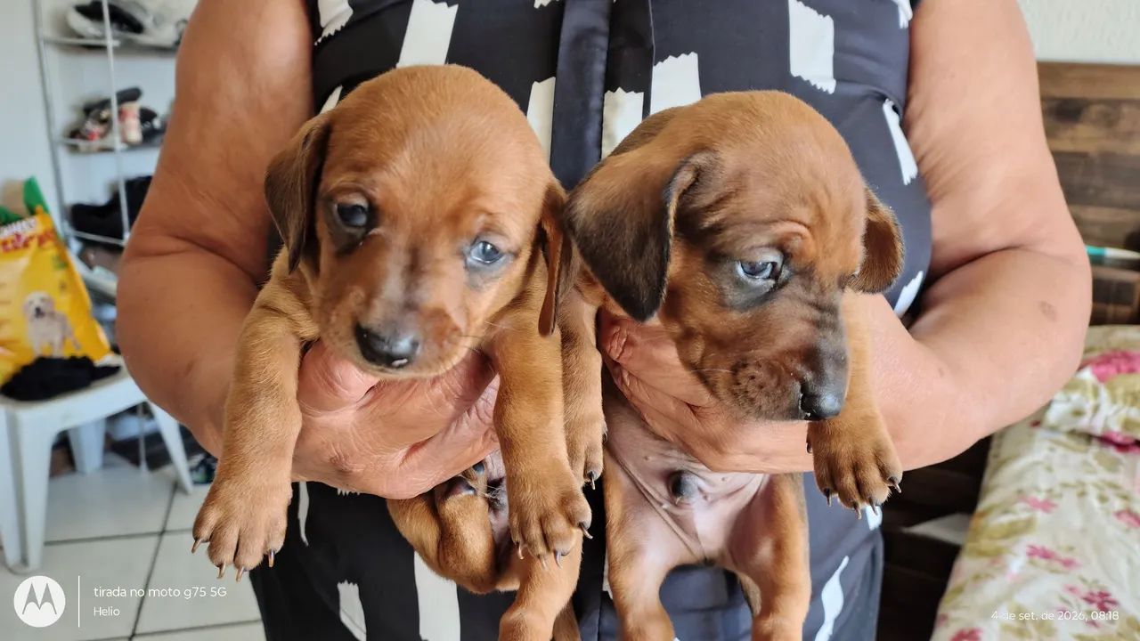 Filhotes de bassê hound salsichinha - Foto 5