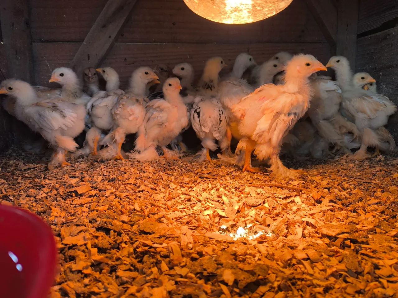  Pintinhos Brahma Lemon e Brama lingt  - Foto 3
