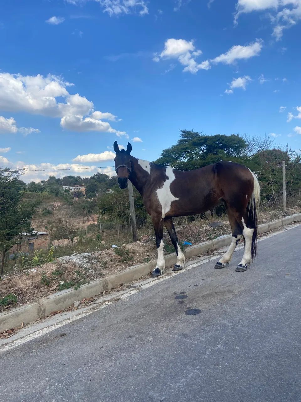 Égua Pampa  - Foto 3
