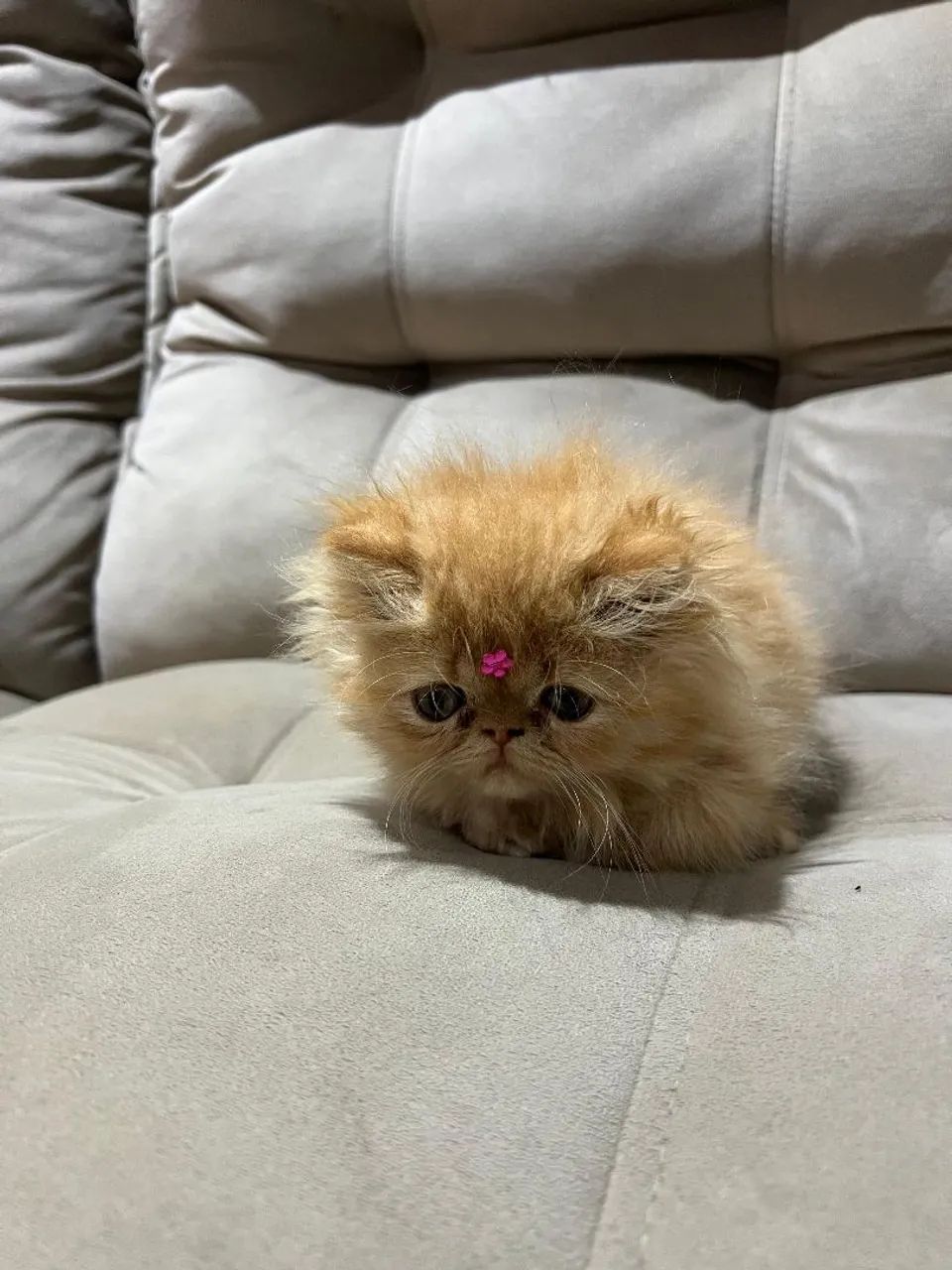 Persa fêmea 100% laranja - Foto 6