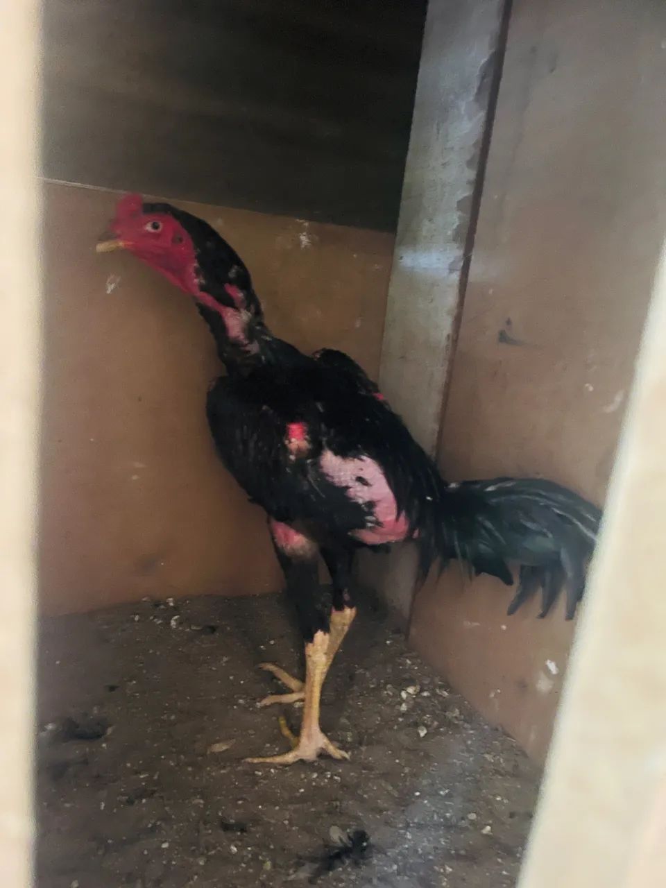 Vende-se frango  - Foto 2