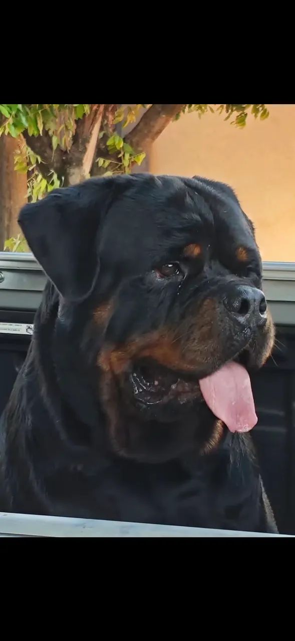 Rotweiller  - Foto 3