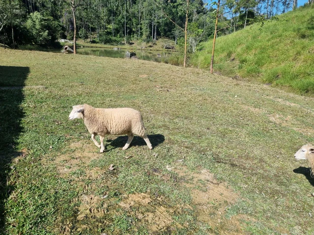 Reprodutor carneiro Texel - Foto 3