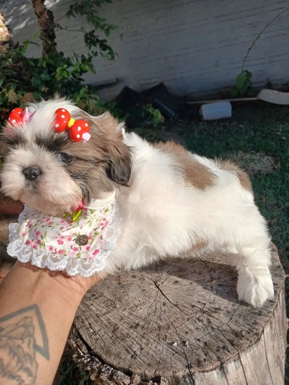 SHIH TZU Fêmea  - Foto 6