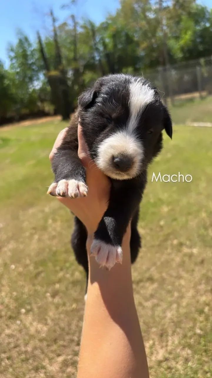 Filhotes Border Collie  - Foto 3