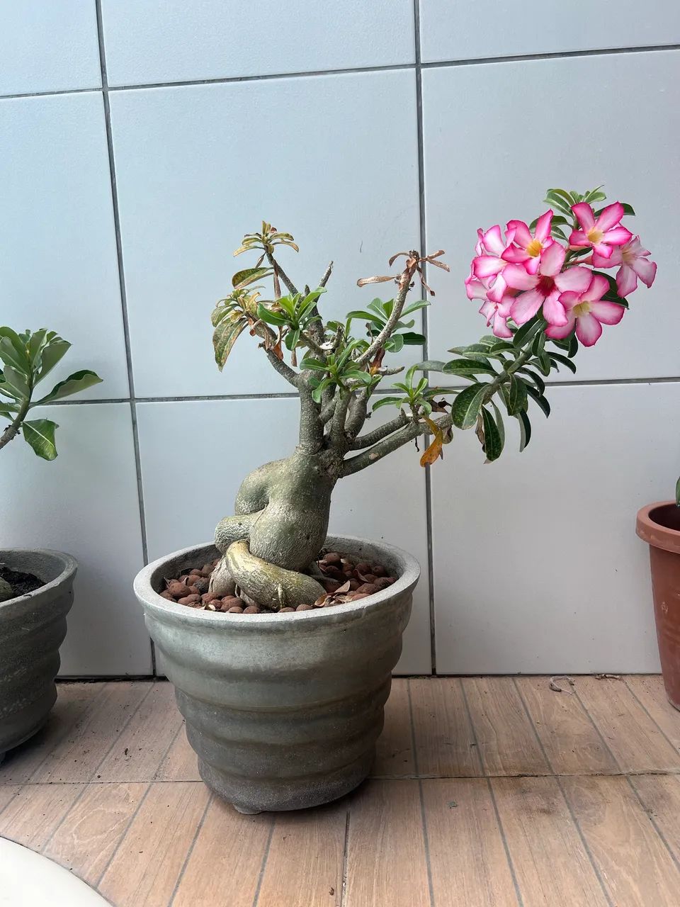 Vaso rosa deserto