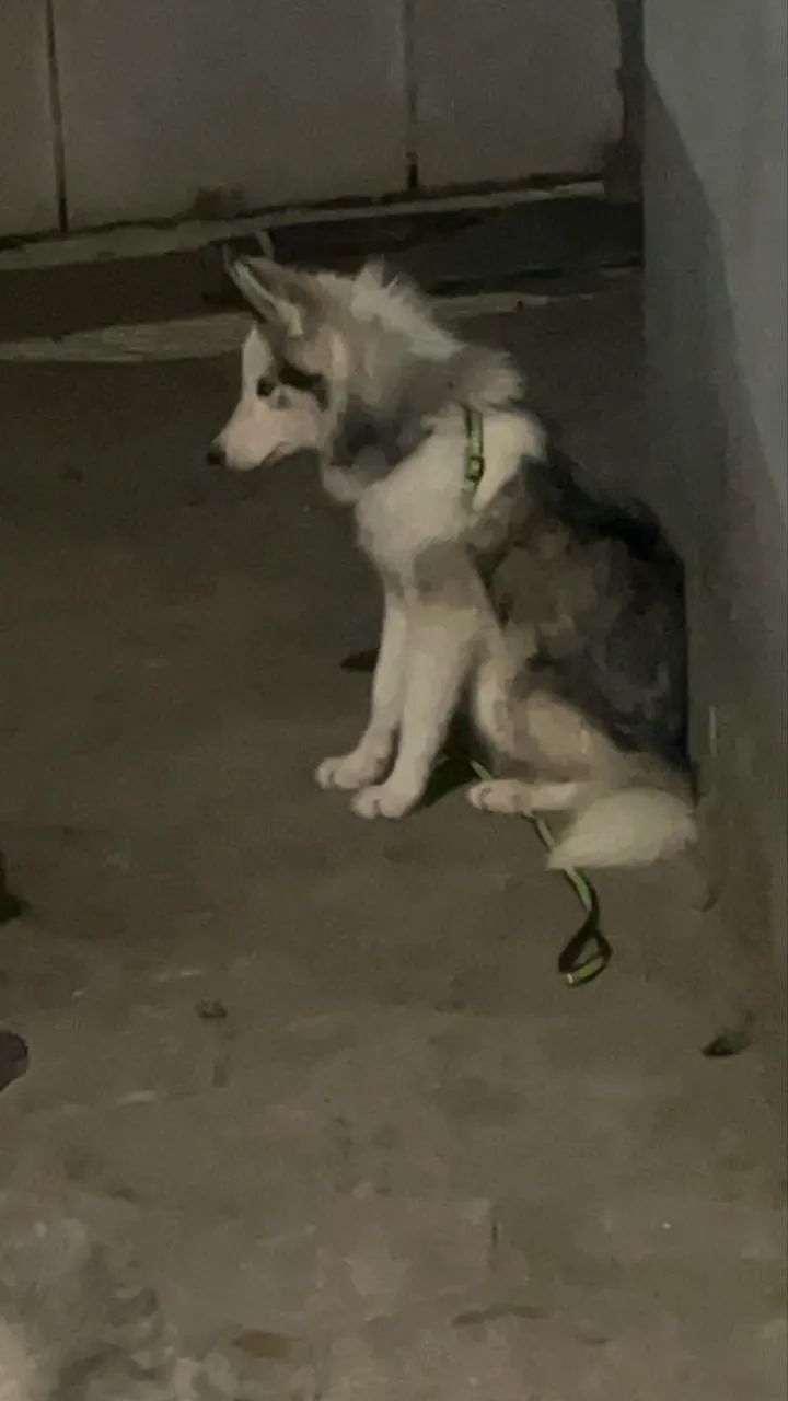 Husky - Foto 2