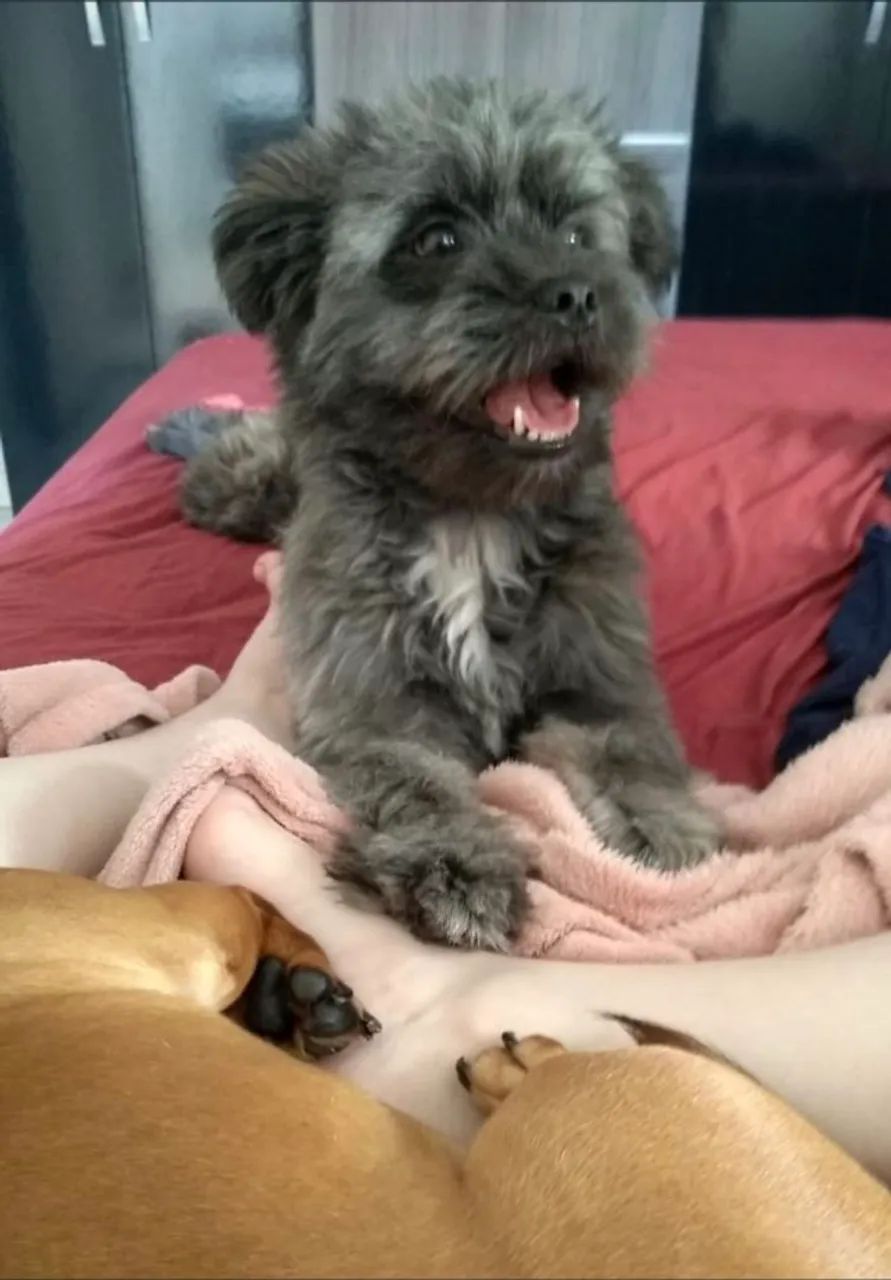 Cachorrinha peluda