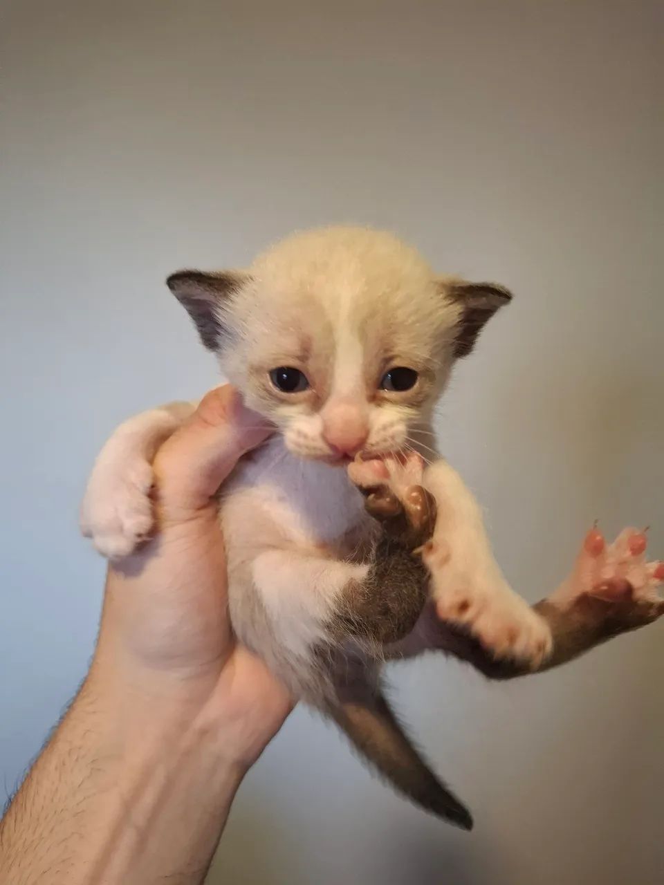 Doa-se filhote de gatos 