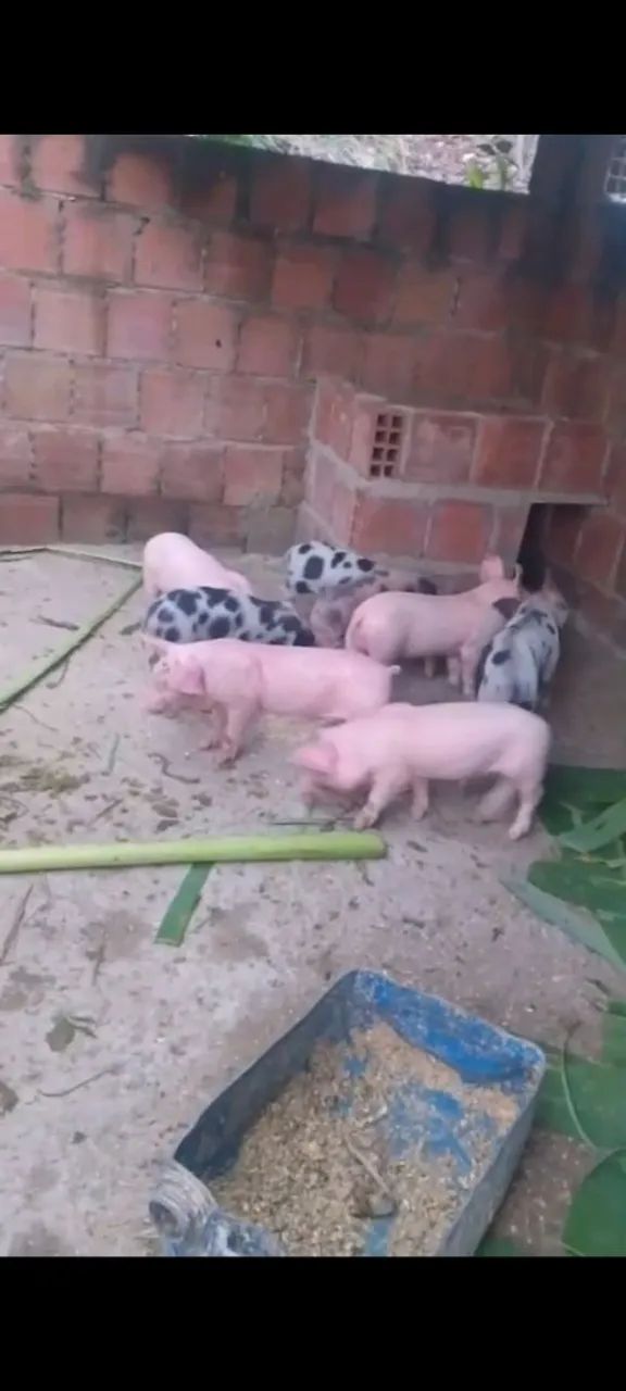 Todos vacinando e saudável 