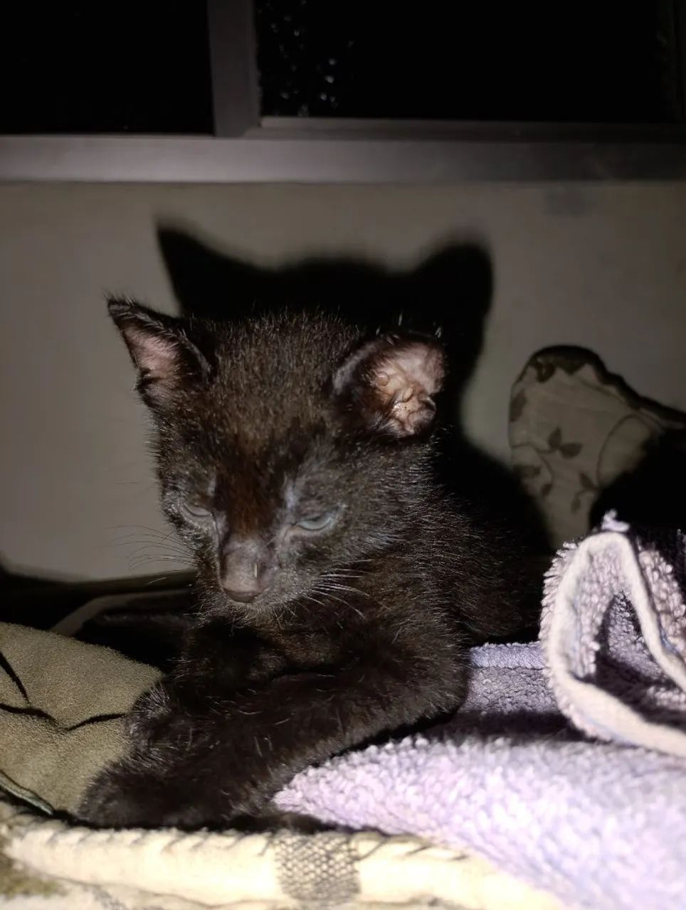 *DOA-SE 5 GATINHOS COM 32 DIAS NO SÃO JORGE *