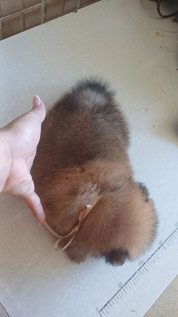 Spitz alemão  - Foto 4