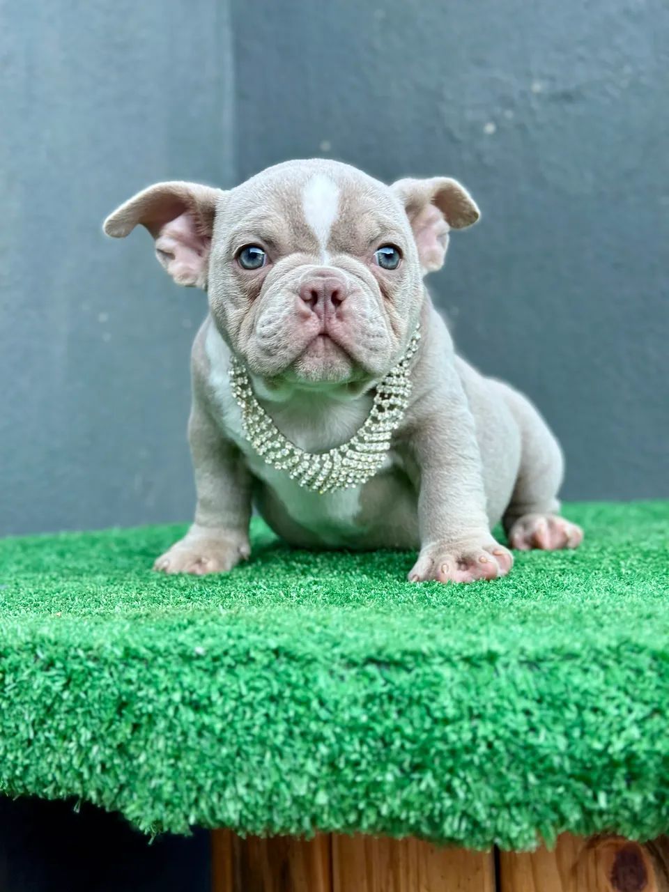 AMERICAN BULLY MICRO - FÊMEA  - Foto 2