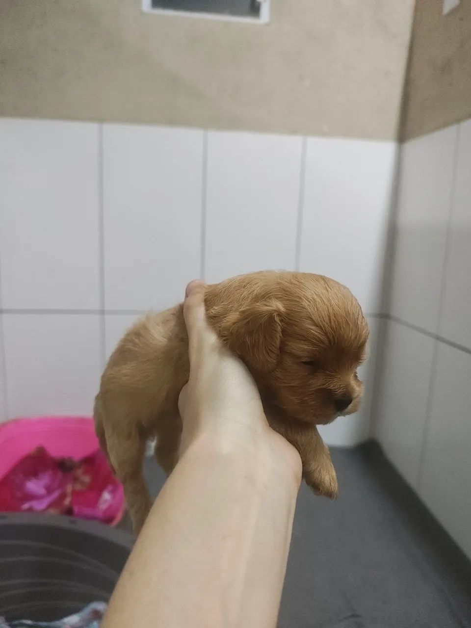 Lindo filhote de Cavapoo macho Fulvo - Foto 5