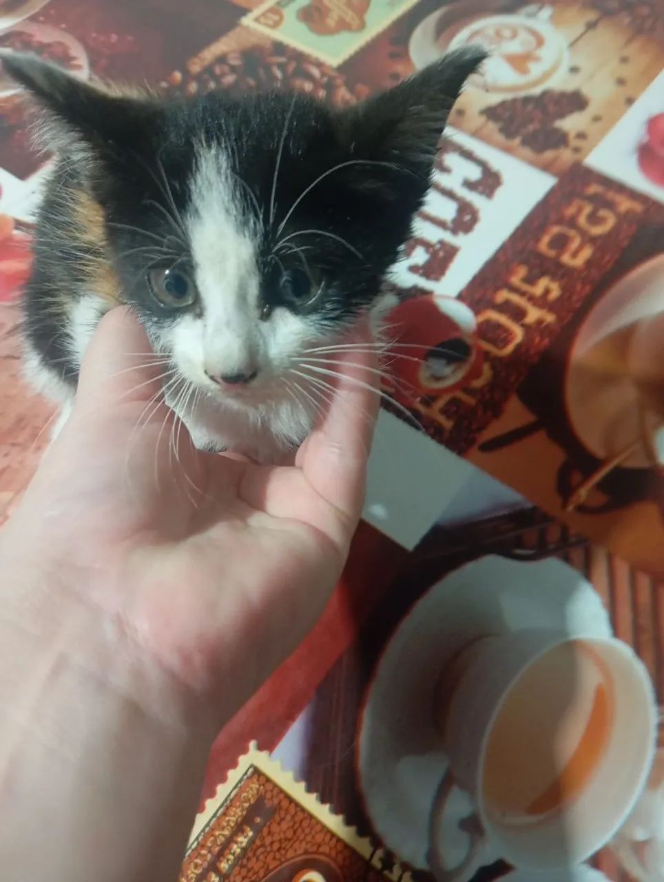 DOAÇÃO DE GATO - Foto 4