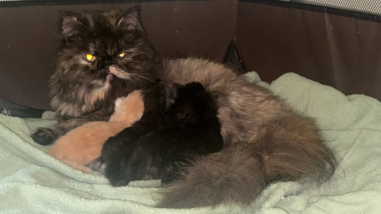 Gatos Persas