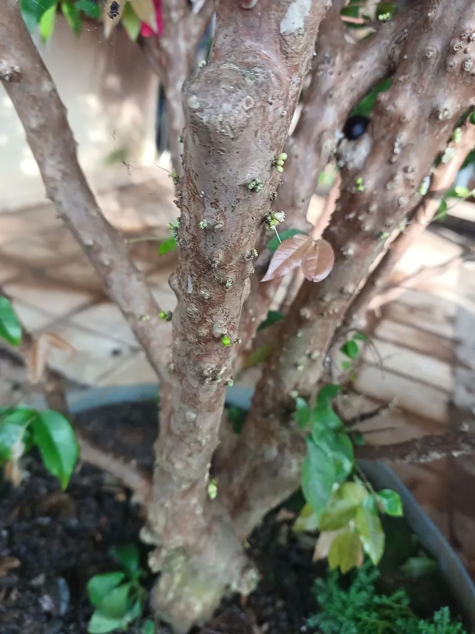 Pé de jaboticaba produzindo  - Foto 3