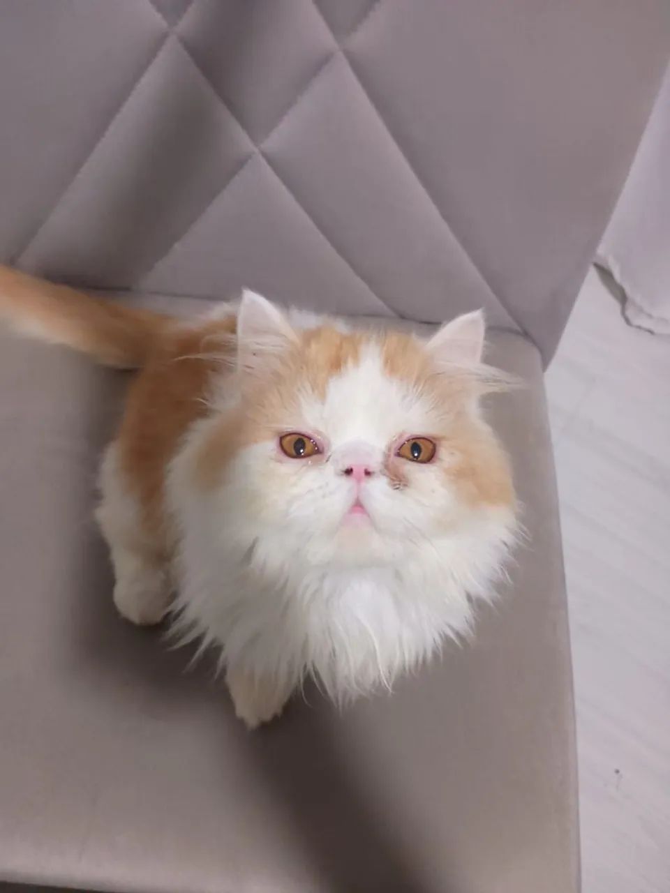 Gato persa macho 