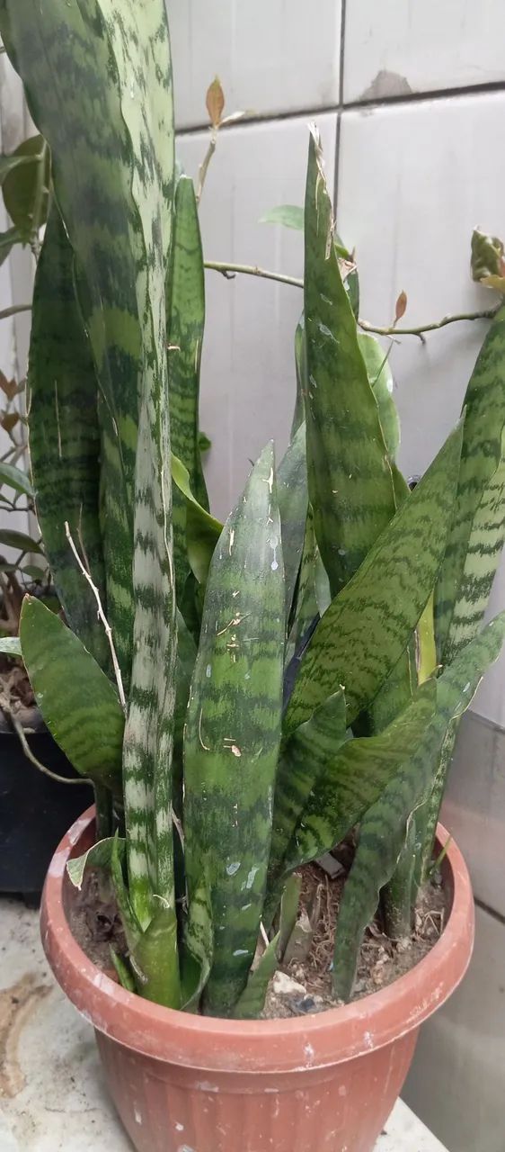 Vendo todas essas plantas  - Foto 4