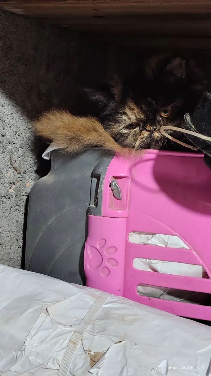 Gata persa feminha  - Foto 5