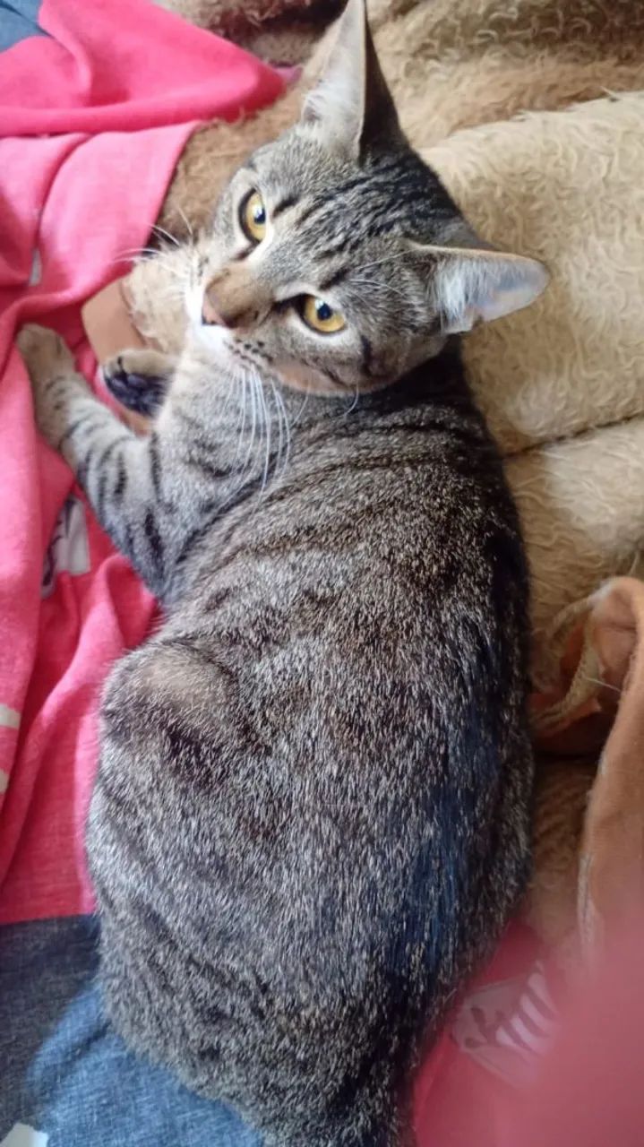 Gata para adoção 