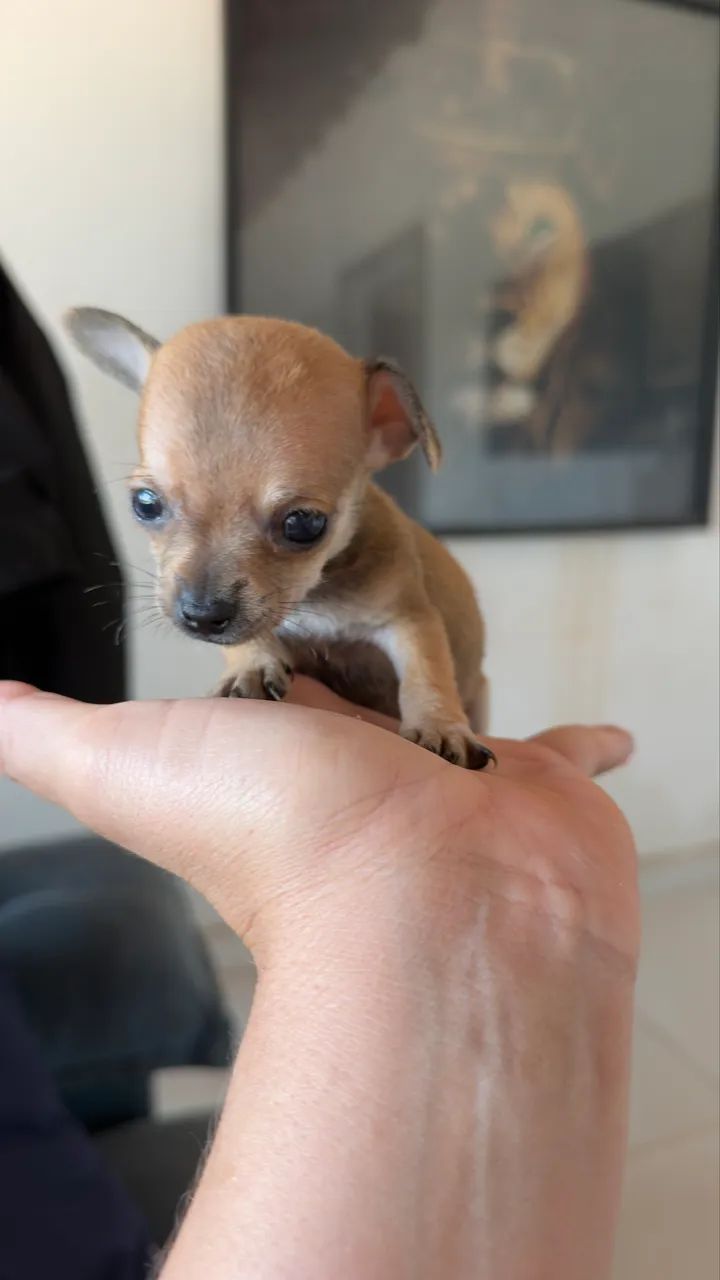 Pinscher zero de bolso  - Foto 4