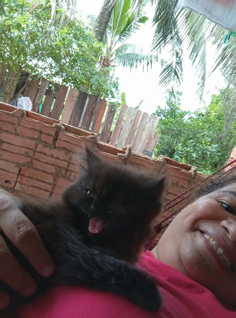 Vendo gatinho persa com dois meses  - Foto 2