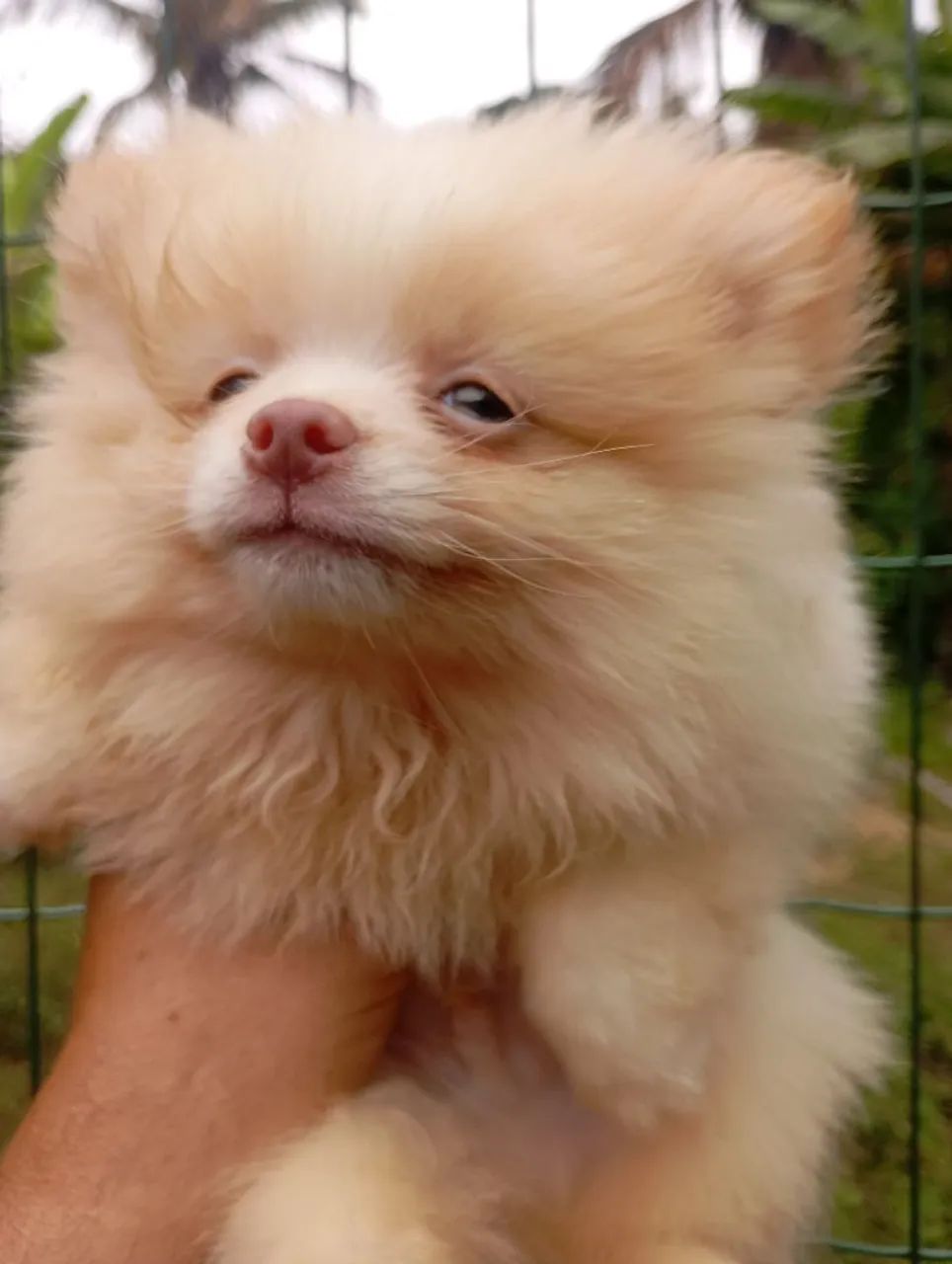 Spitz macho - Foto 4