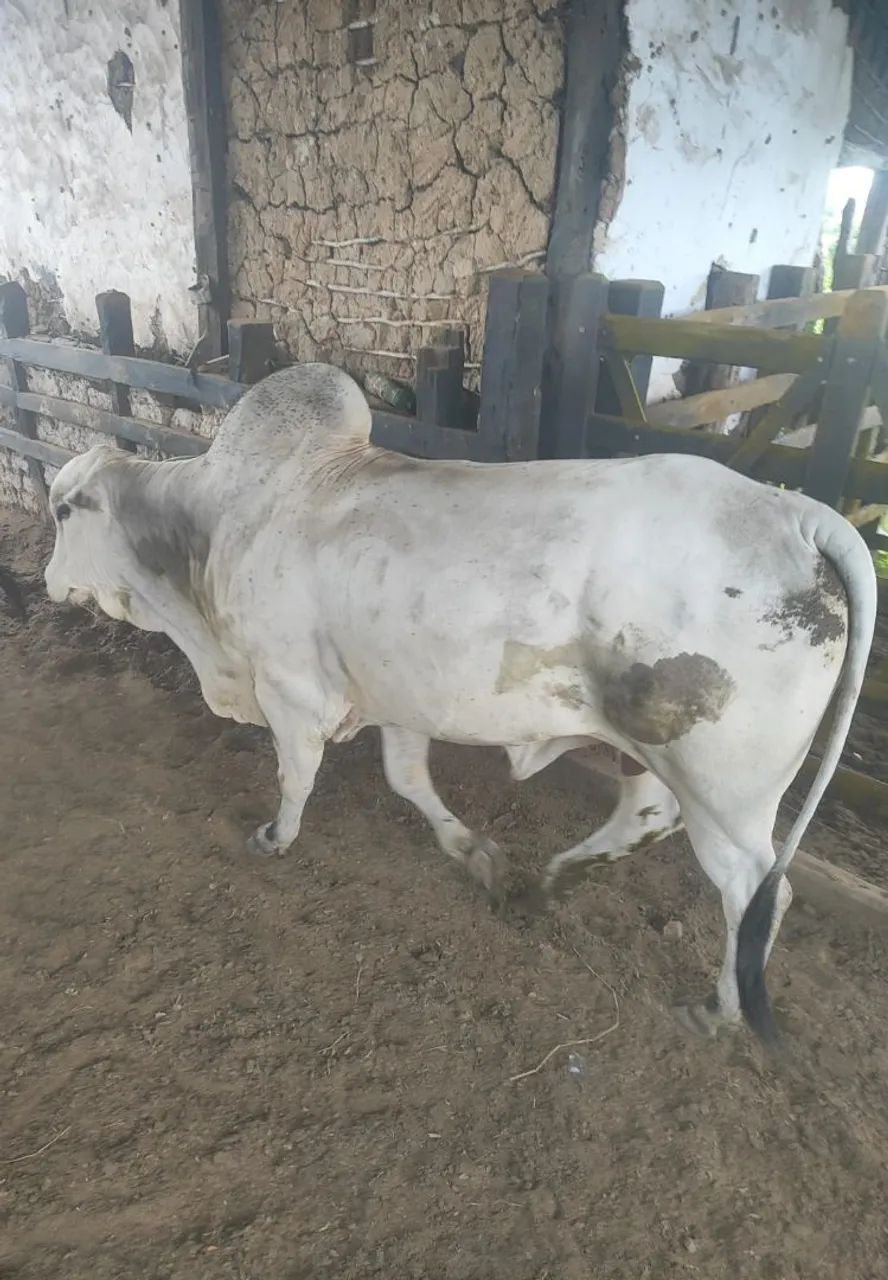 VENDO lote de 7 bois 