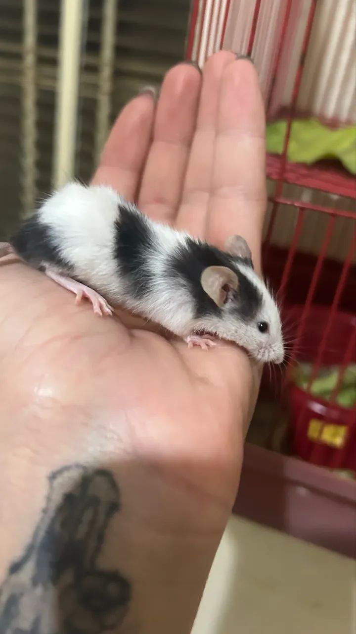 vende-se filhote de topolino  - Foto 2