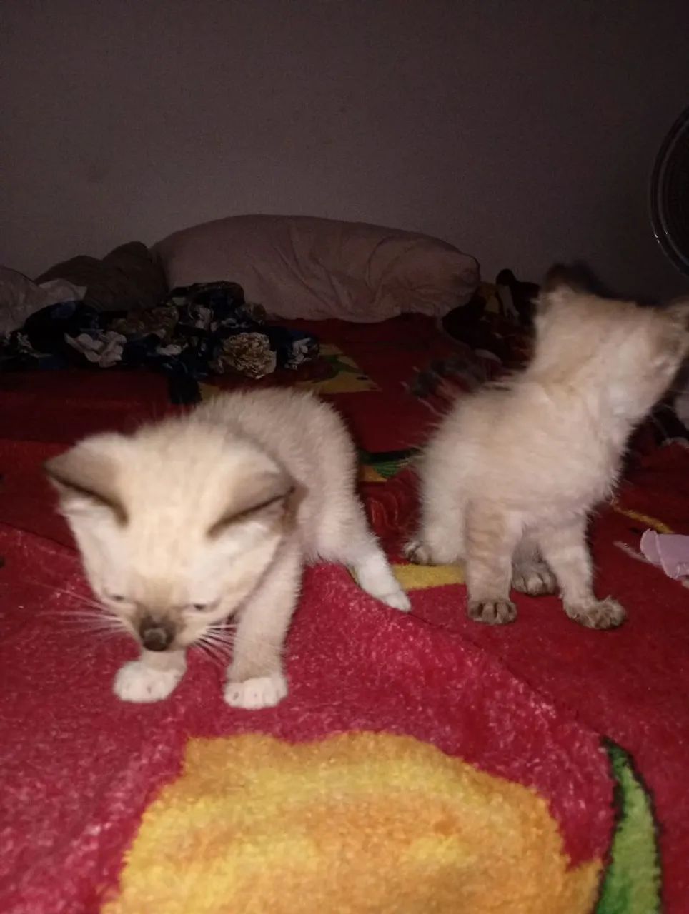 Doação de gatinhos - Foto 3