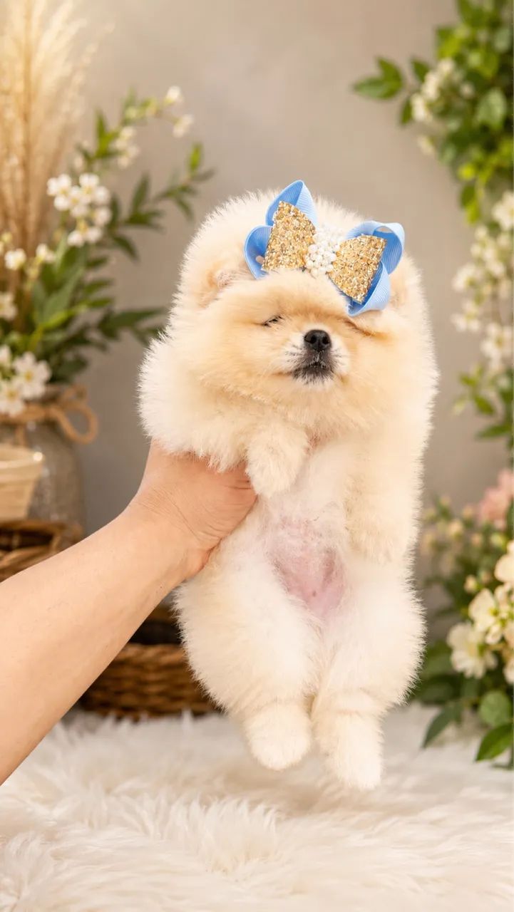 Lulu da pomerania  - Foto 4