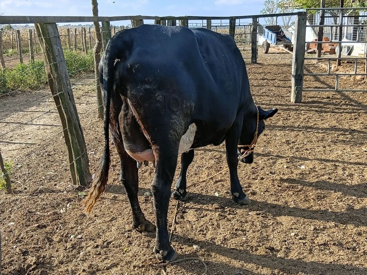 Vacas - Foto 3