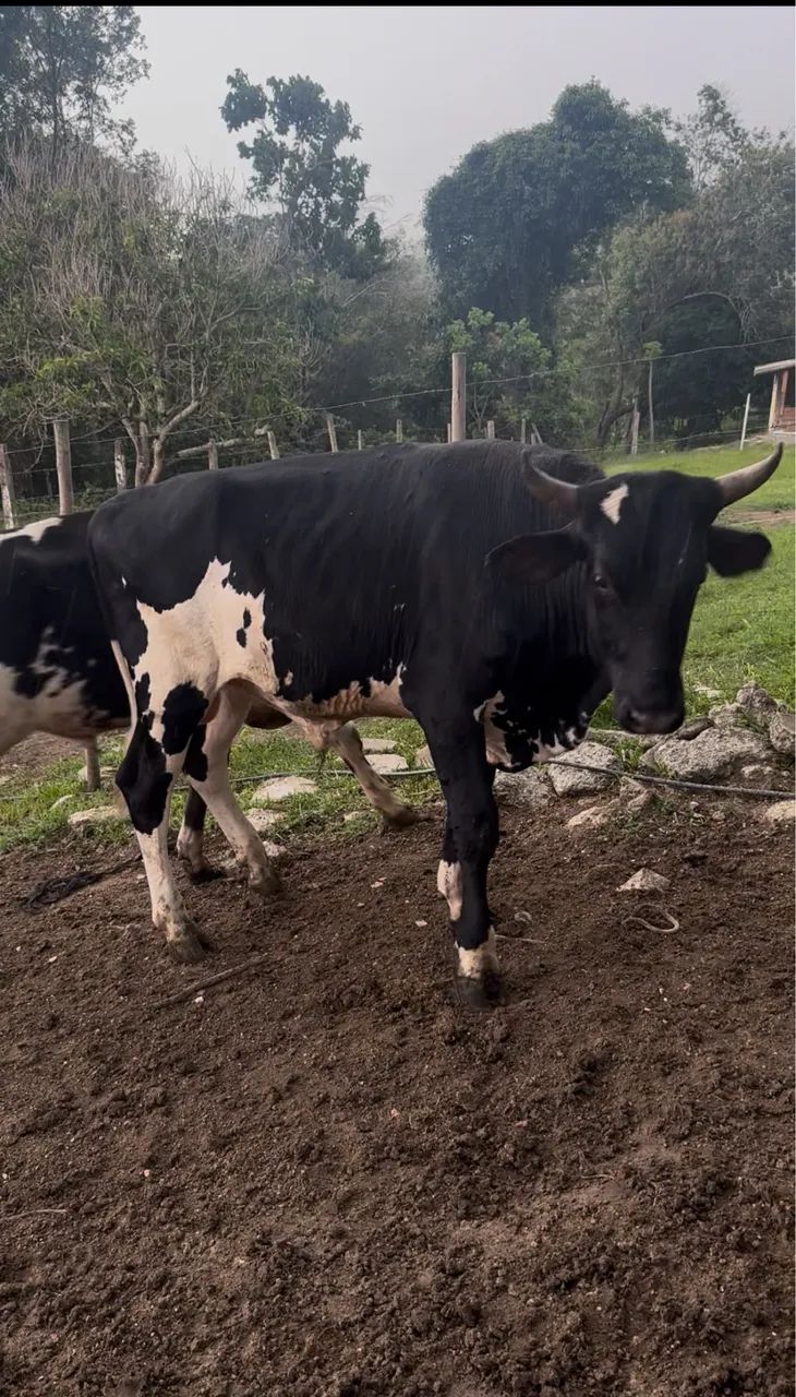 Vendo 2 garrote no jeito pra açougue  - Foto 3