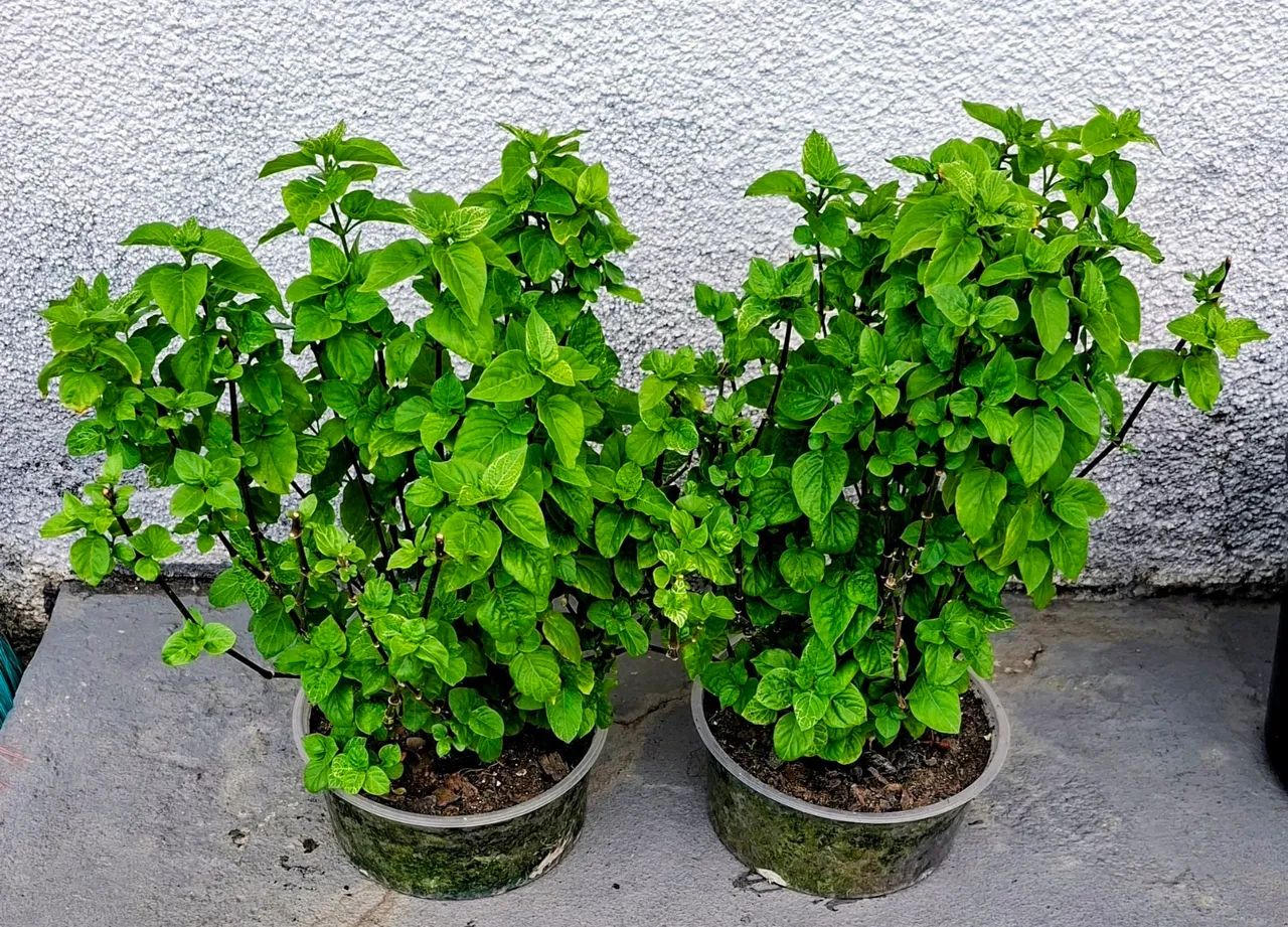 Vendo  - Foto 4