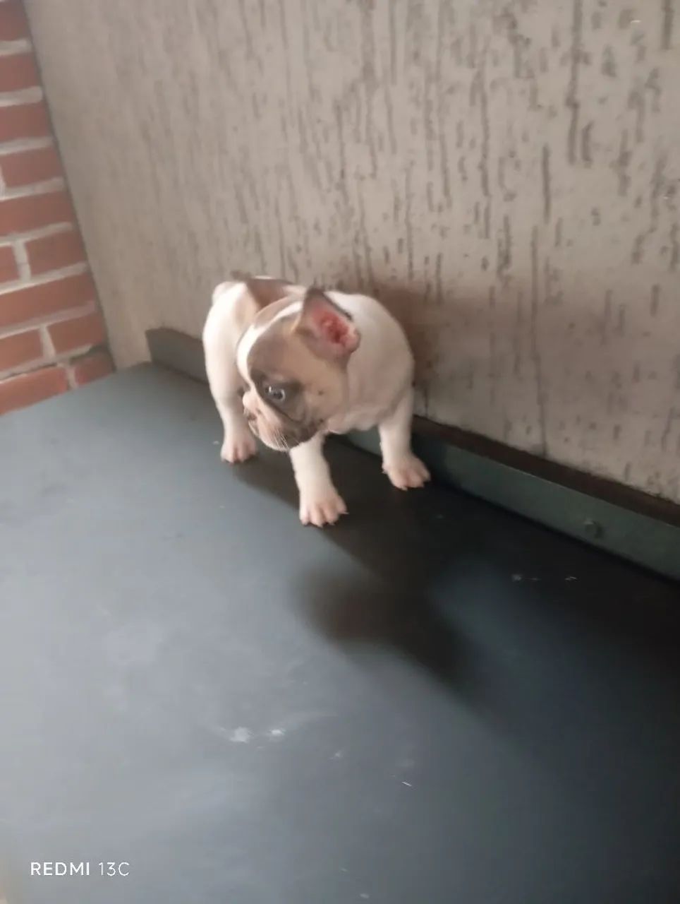 Lindo Filhote de Bulldog Francês  - Foto 4
