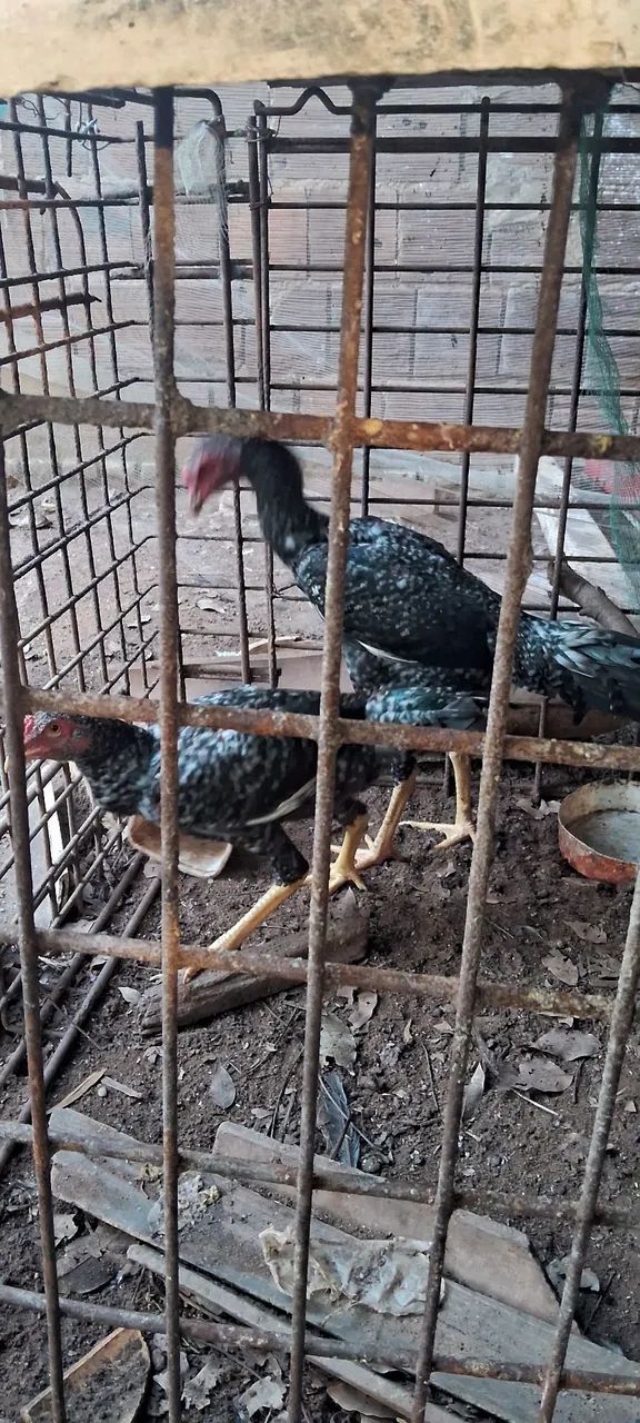 FRANGOS A VENDA  - Foto 4