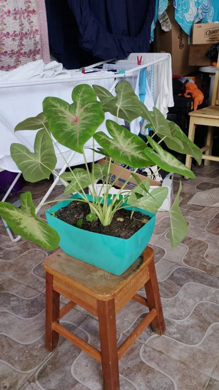 Planta CALÁDIO PROMOÇÃO DE : 65,00 POR: 45,00 - Foto 2