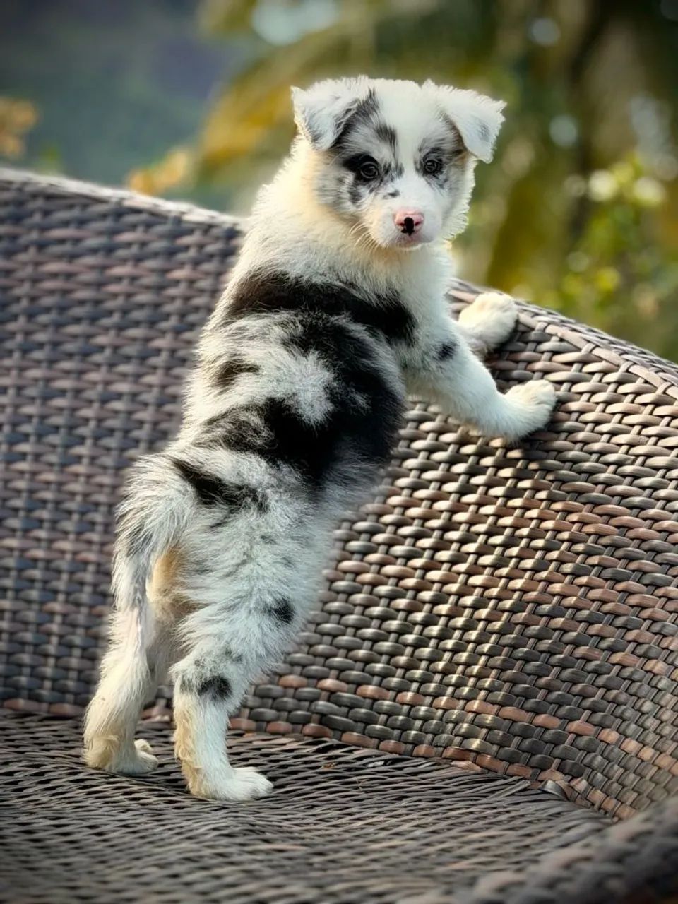 Border collie para Arraial - Foto 5