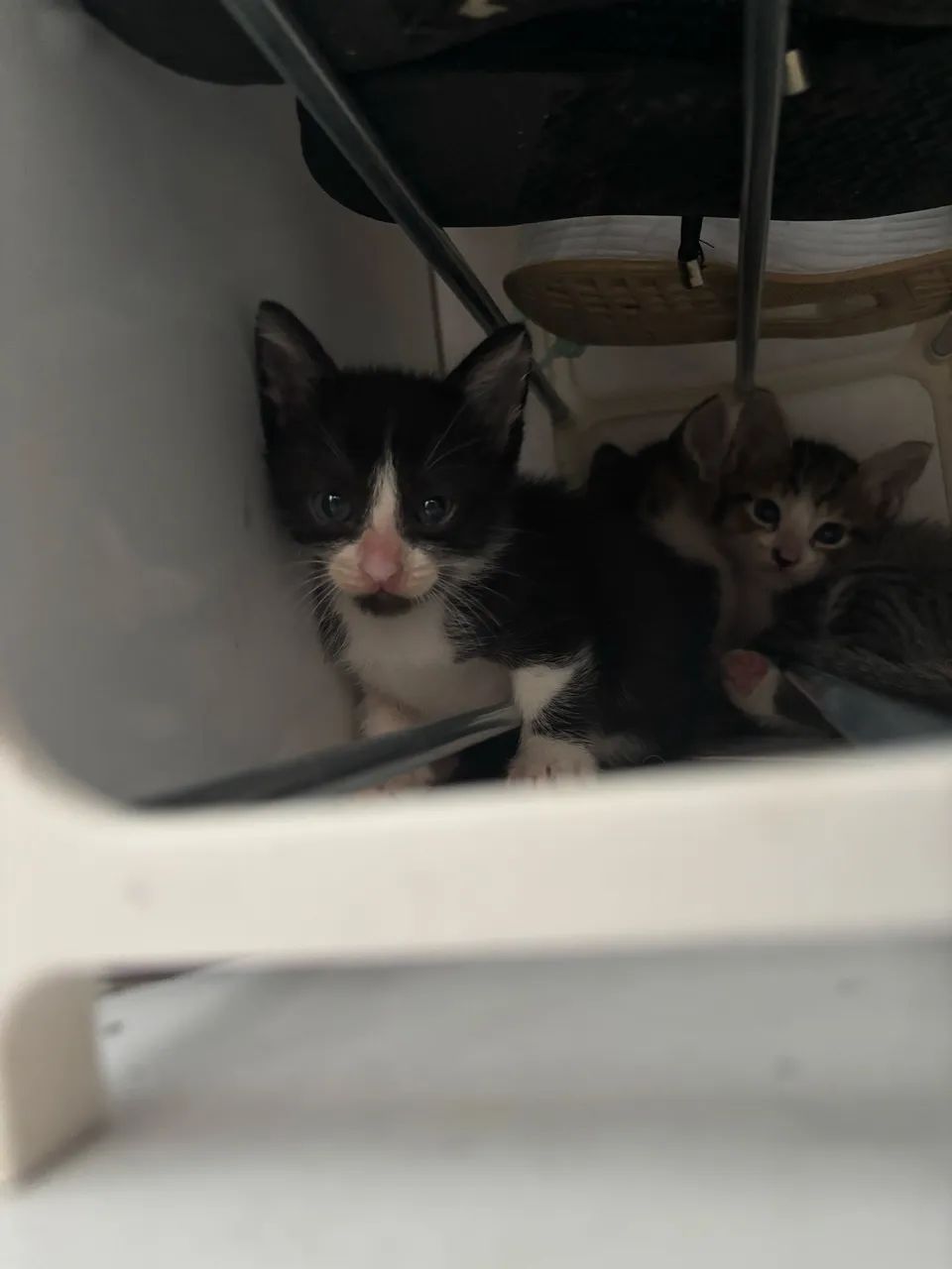 DOAM-SE GATOS FILHOTES - MACHOS