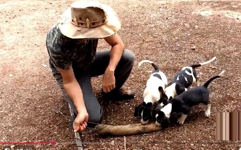 PERDIGUEIRO X LABRADOR  