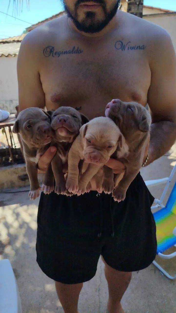 Filhotes de Pit Bull  - Foto 3