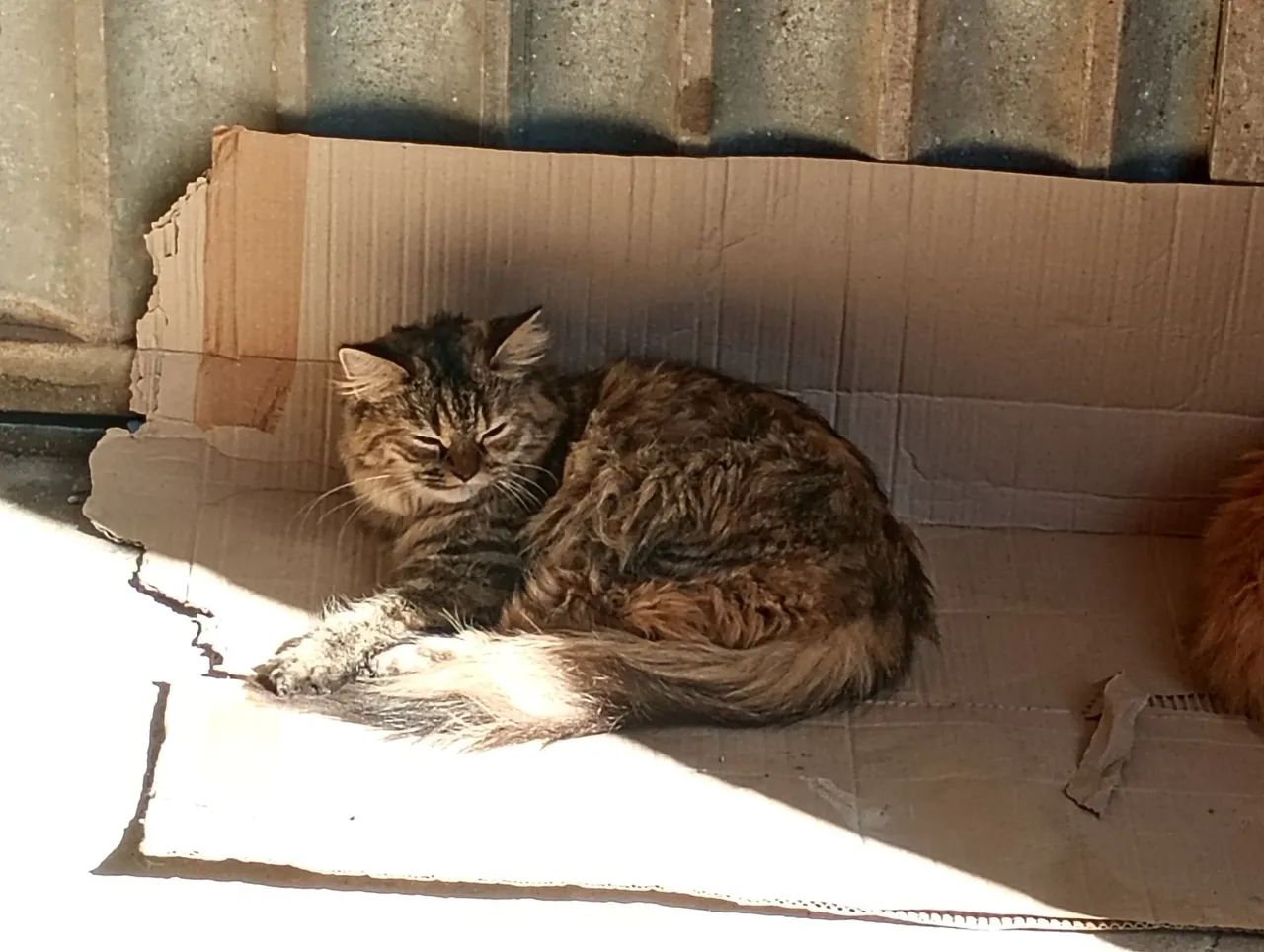 Gata persa