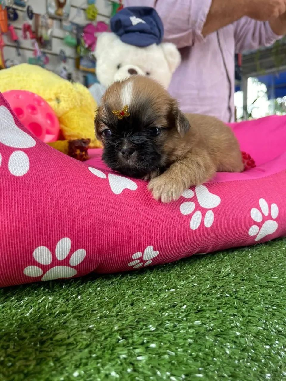Shihtzu fêmea mini