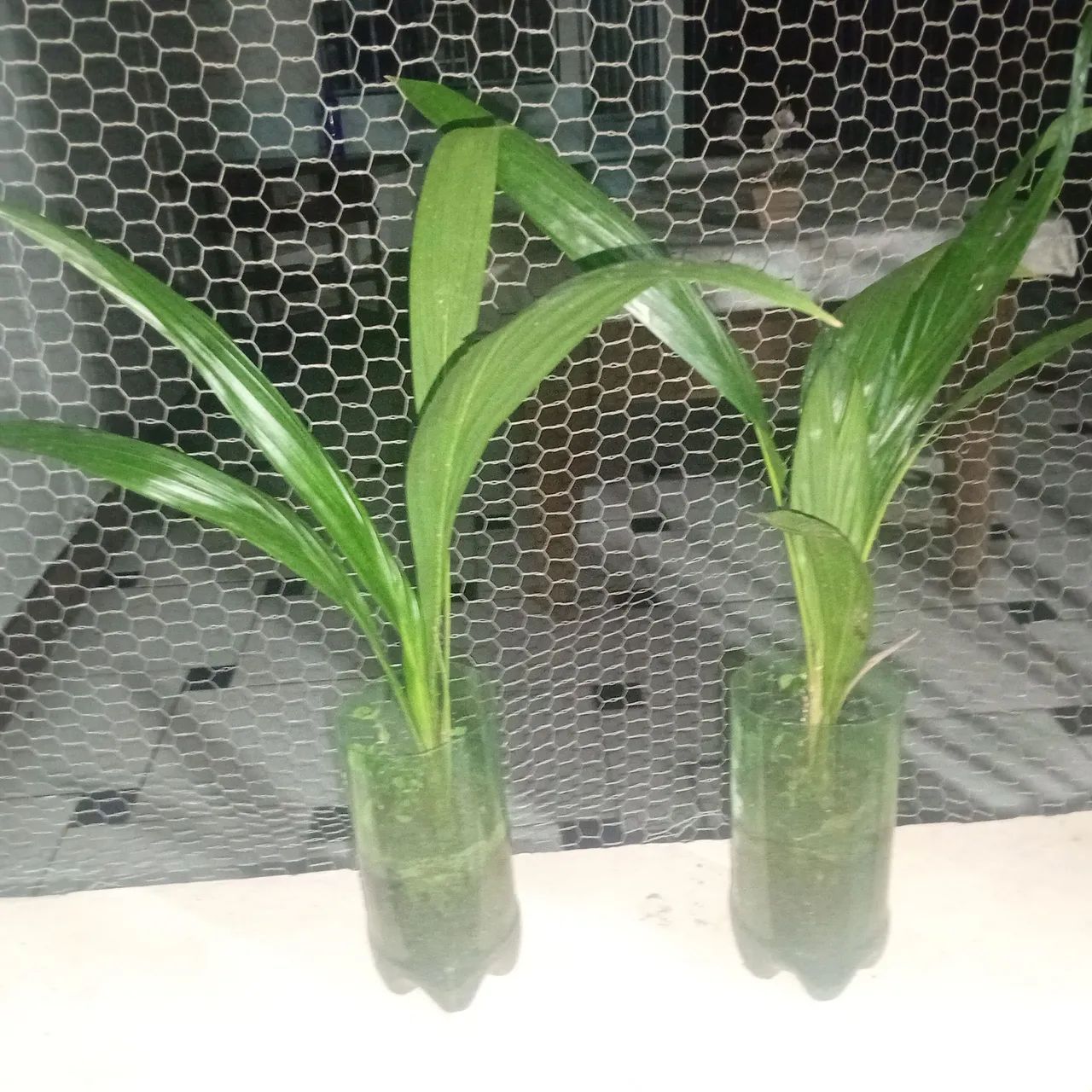Mudas dessas plantas.  - Foto 3